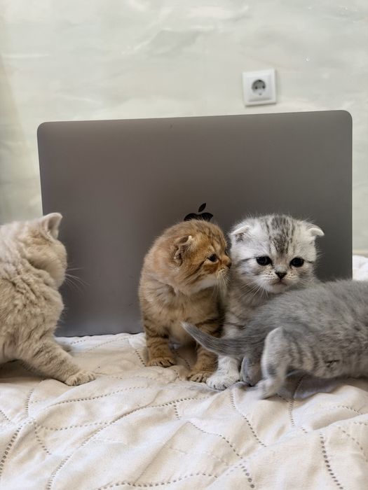 Продаю шотландских котят