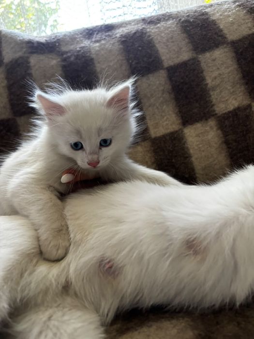Отдам котят в добрые руки