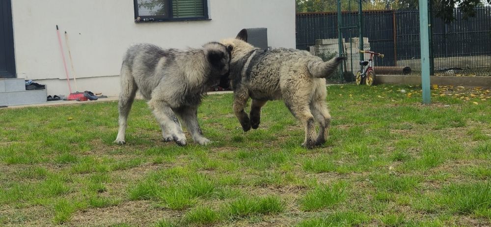 Ciobanesc Caucazian Mascul