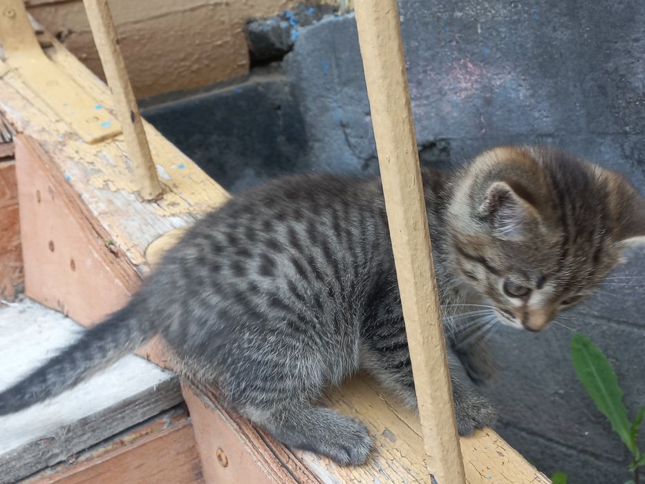 Котята шотландские