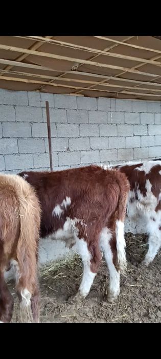 Бычки полтарашки