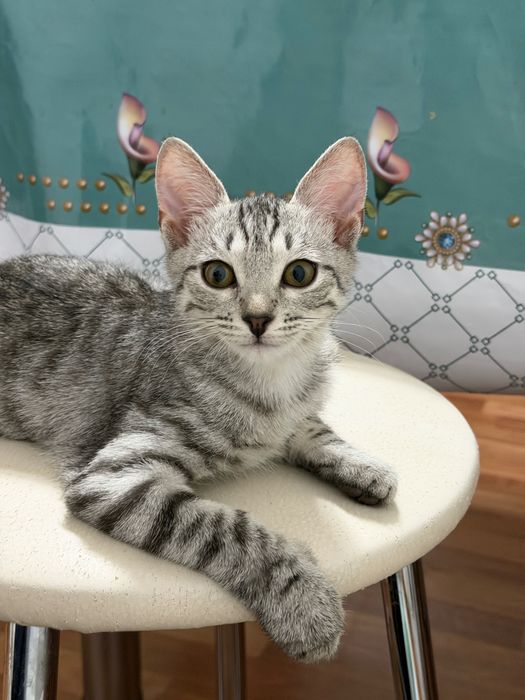 Котенок в добрые руки
