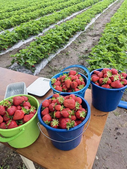 Разсад ягоди сорт Клери