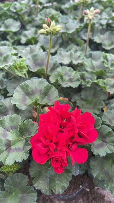 Muscate drepte si curgatoare !