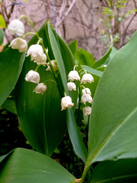 Planta-Floare: Margaritar - Lacramioare - Clopotei