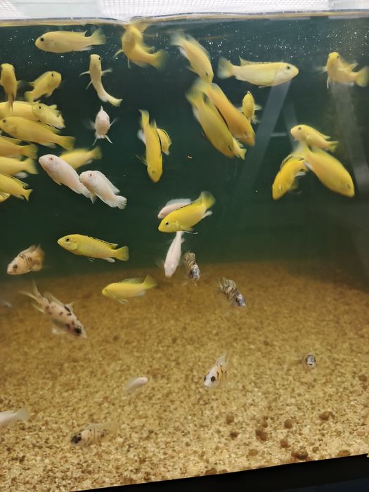 Рыбы Цехлиды оптом