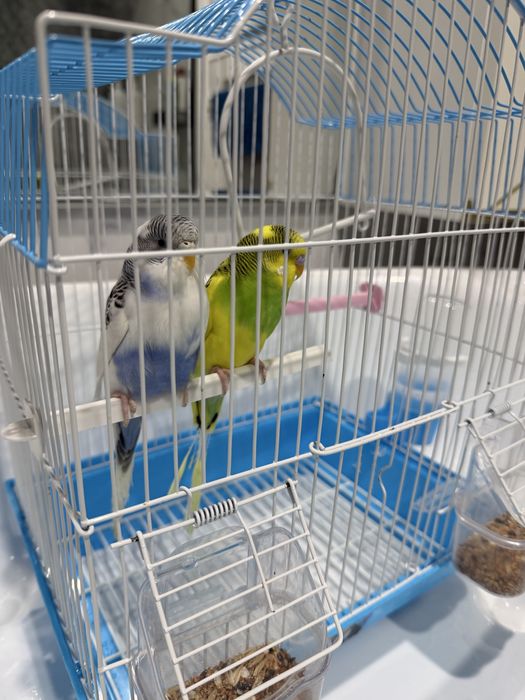 красивые пара папугаи