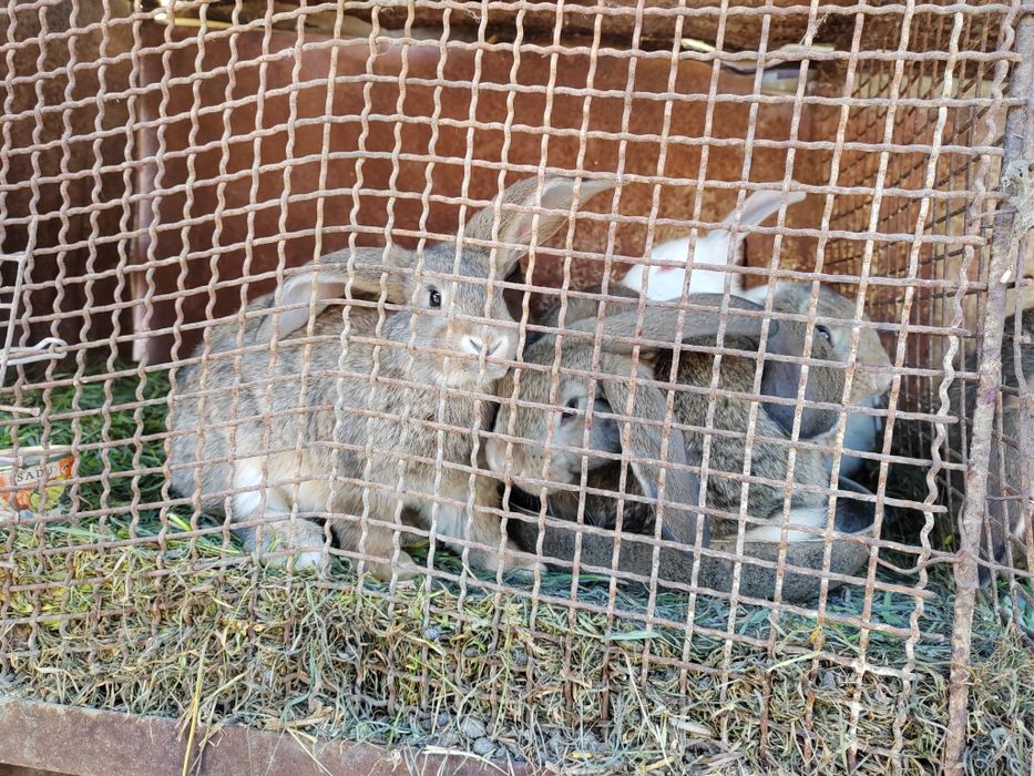 Vând pui de iepuri berbec german