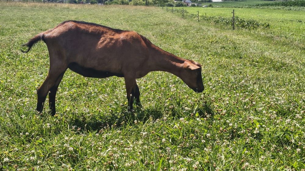 Vând iada alpina franceza din.mama top