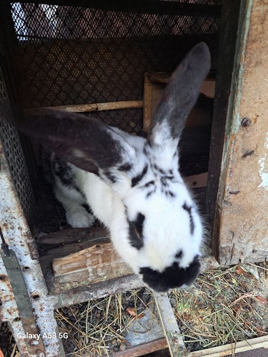 Продам кроликов!