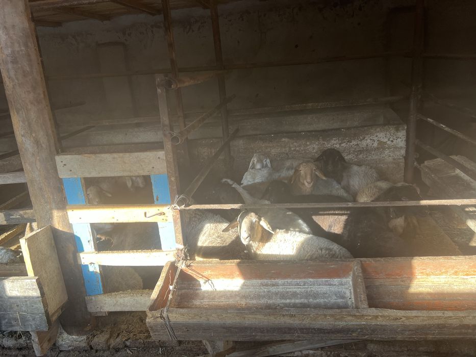 Қой бараны жирные