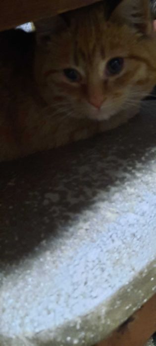 Рыжие котята. Возраст 3 месяца