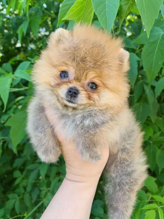 Продам щенков шпица