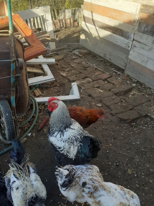 de vinzare doi cocosi 100 lei bucata