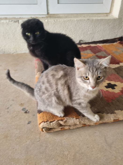 Кот.         мушук эркак