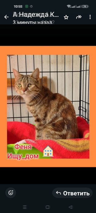 Отдаю шотландская кошка