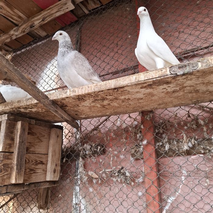 De vânzare porumbei