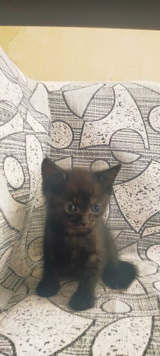 Отдам котят в хорошие руки