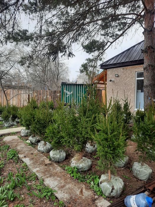 Продам Елки Сибирские