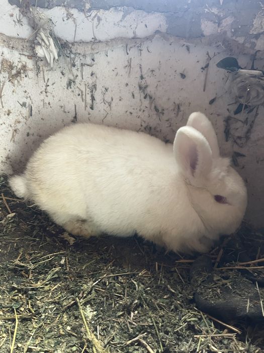 Iepuroaică Neozeelandez Alb!