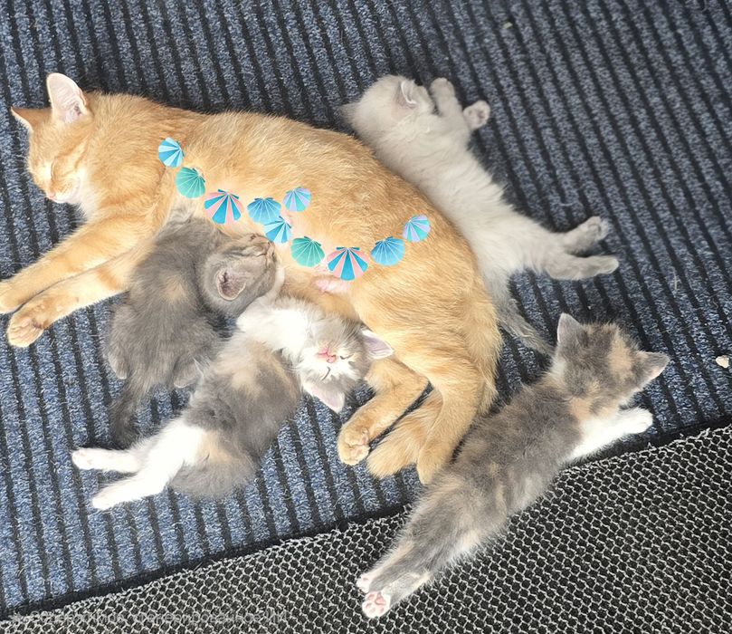 Отдам котят игривых