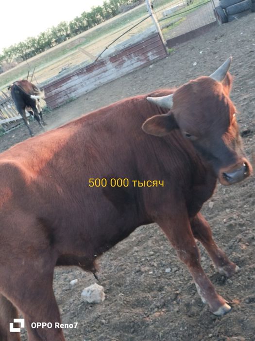 Продам бычков( цены разные )