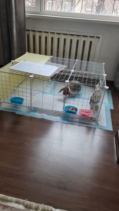 Кролик декоративный