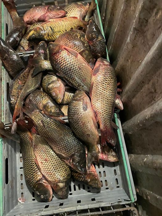 Свежая рыба с доставкой