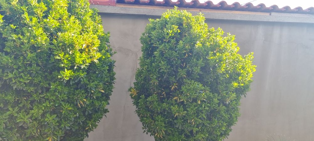 Евонимус-японика 2м.