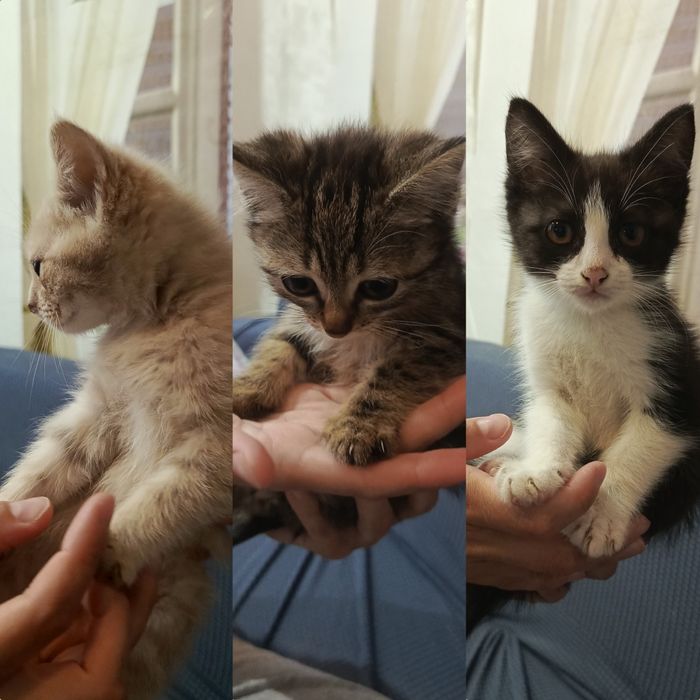 Котята лассковые