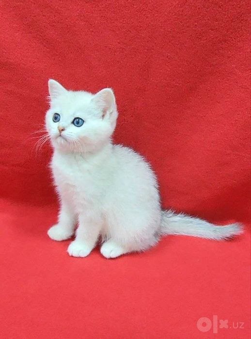 Silver shinshila british 1.5 oy tozza kon