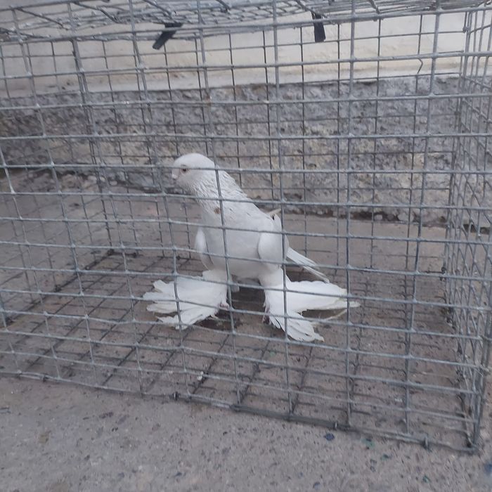 Буси самец тяга лет с игрой