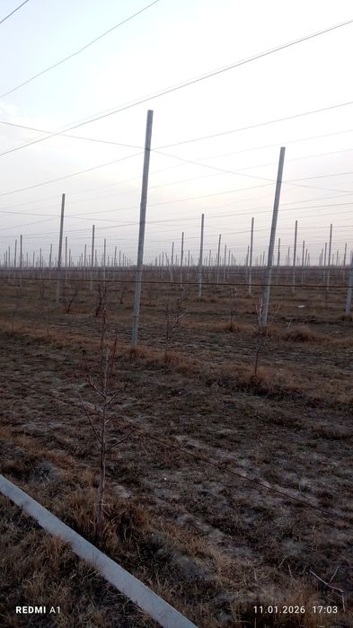 Бетонный стойки-Шпалера.Узумзор,богзор, ограждения учун 4.30м