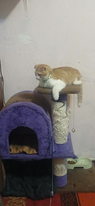 Продам 3 месеца кот