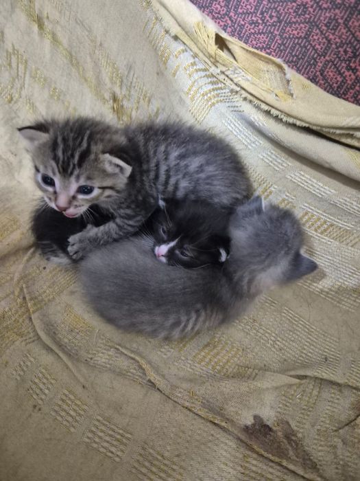 Котятки ищут дом очень ласковые