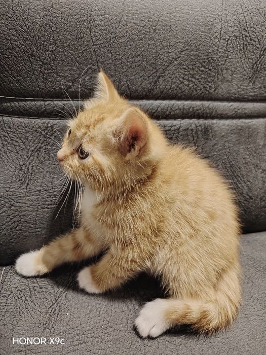 кошки болша 2 месяц