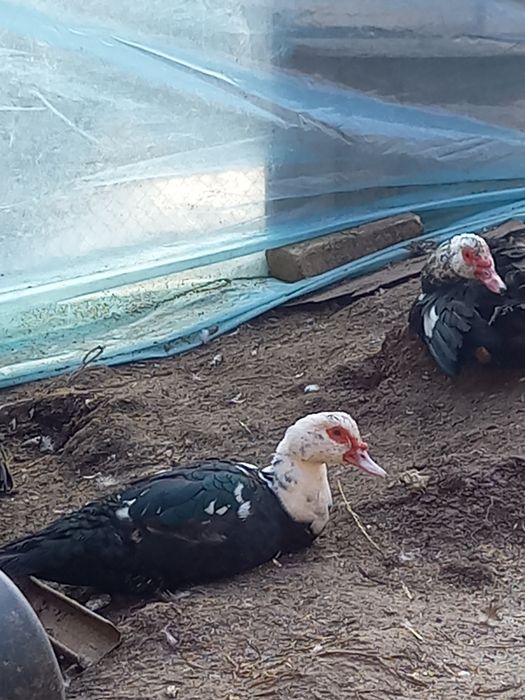 Индауткалар сотилади