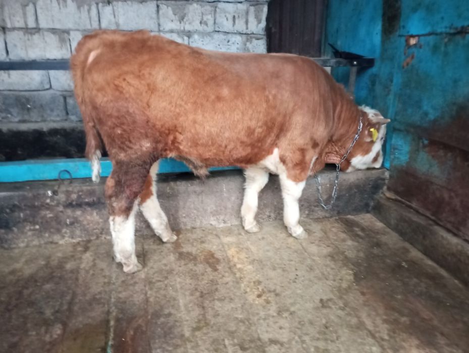 Продам бычка, быка