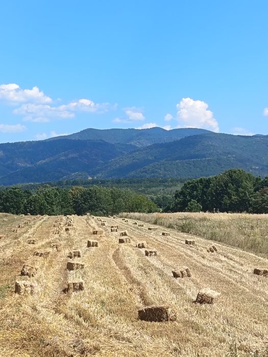 Vând paie de ovăz, grâu și orz