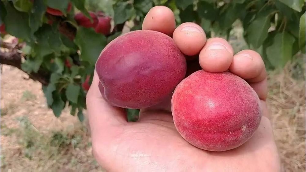 Урик кучатлари сотувда