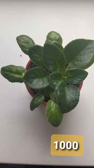 Фиалки на продажу