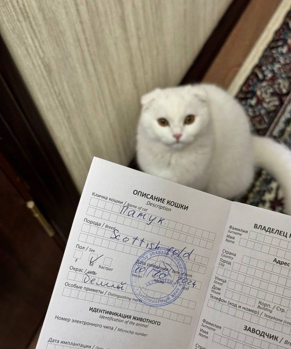 Skotish fold vyazka erkak