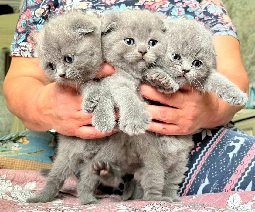 Продаются котята скотиш фолд