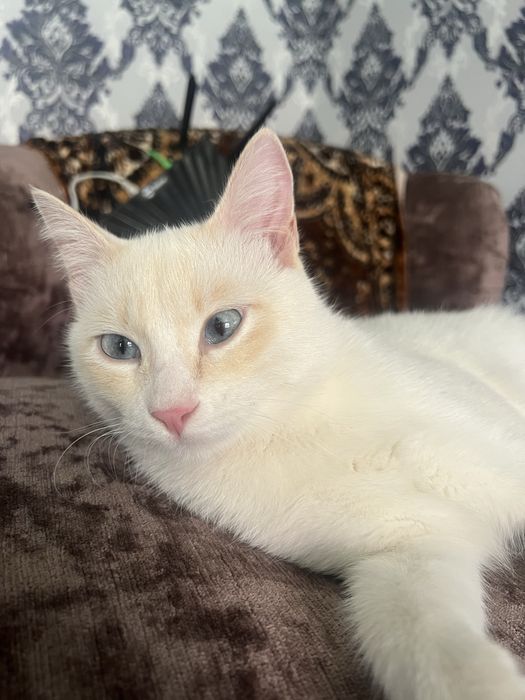 Кот мальчик ищет дом