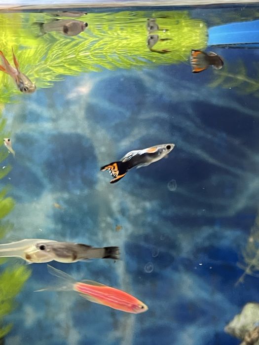 Гуппи Эндлера продам.