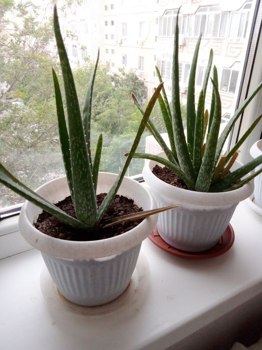 Комнатные растения Алоэ