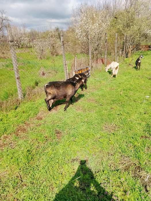 Vind 13 capre mulgatoare