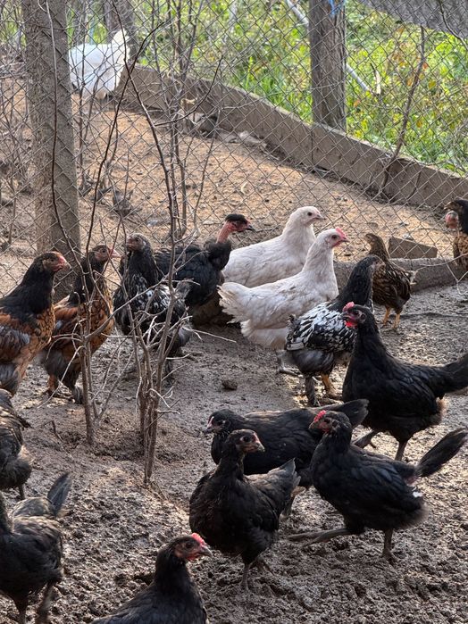 Vând pui de rasă sau găini de tăiat ( cocoși)