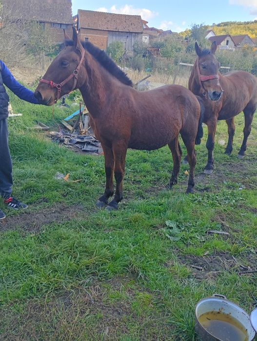 Mânz de 9 luni cuminte blând nu zvârle  nu mușcă