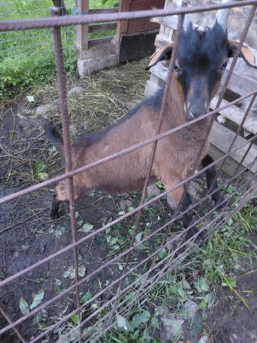 Vand un ied bun de prasila